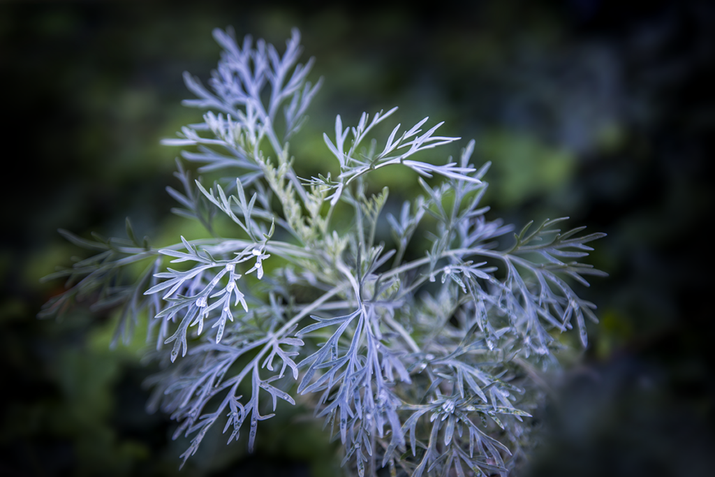 Artemisia met dauwdruppels